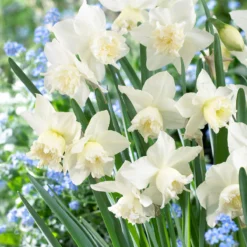 Narcissus 'White Marvel' 26 Narcissus 'White Marvel' -UK Garden Plants Shop narcissus white marvel 8