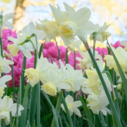 Narcissus 'White Marvel' 20 Narcissus 'White Marvel' -UK Garden Plants Shop narcissus white marvel 9