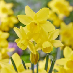 Narcissus 'Yellow Ocean' -UK Garden Plants Shop narcissus yellow ocean 2