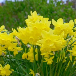 Narcissus 'Yellow Ocean' -UK Garden Plants Shop narcissus yellow ocean 3