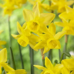 Narcissus 'Yellow Ocean' -UK Garden Plants Shop narcissus yellow ocean 4
