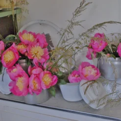 Paeonia 'Bowl Of Beauty' -UK Garden Plants Shop paeonia bowl of beauty 2