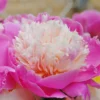 Paeonia 'Bowl Of Beauty' -UK Garden Plants Shop paeonia bowl of beauty 3