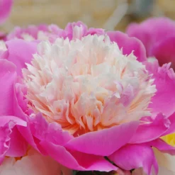 Paeonia 'Bowl Of Beauty'