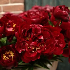 Paeonia 'Buckeye Belle' -UK Garden Plants Shop paeonia buckeye bell 2
