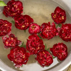 Paeonia 'Buckeye Belle' -UK Garden Plants Shop paeonia buckeye bell 4