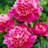 Paeonia 'Madame Emile Debatene' -UK Garden Plants Shop paeonia emile debatene 1