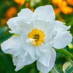 Paeonia Emodi -UK Garden Plants Shop paeonia emodi 0
