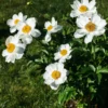 Paeonia Emodi -UK Garden Plants Shop paeonia emodi 00 scaled