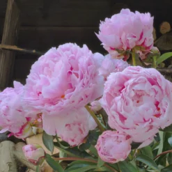 Paeonia 'Sarah Bernhardt' -UK Garden Plants Shop paeonia sarah bernhardt 3