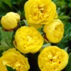 Paeonia 'Yellow Crown XXL' -UK Garden Plants Shop paeonia yellow crown 1 c97dd74d 82f8 4881 b616 38056acb389f
