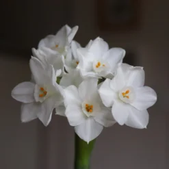 Narcissus Tazetta 'Paperwhite' -UK Garden Plants Shop paperwhites 01 scaled