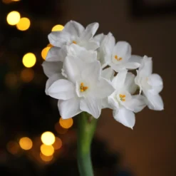 Narcissus Tazetta 'Paperwhite' -UK Garden Plants Shop paperwhites 02 scaled