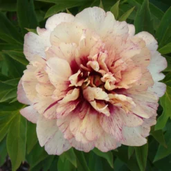 Paeonia 'All That Jazz' 16 Paeonia 'All That Jazz' -UK Garden Plants Shop peony all that jazz 1 scaled