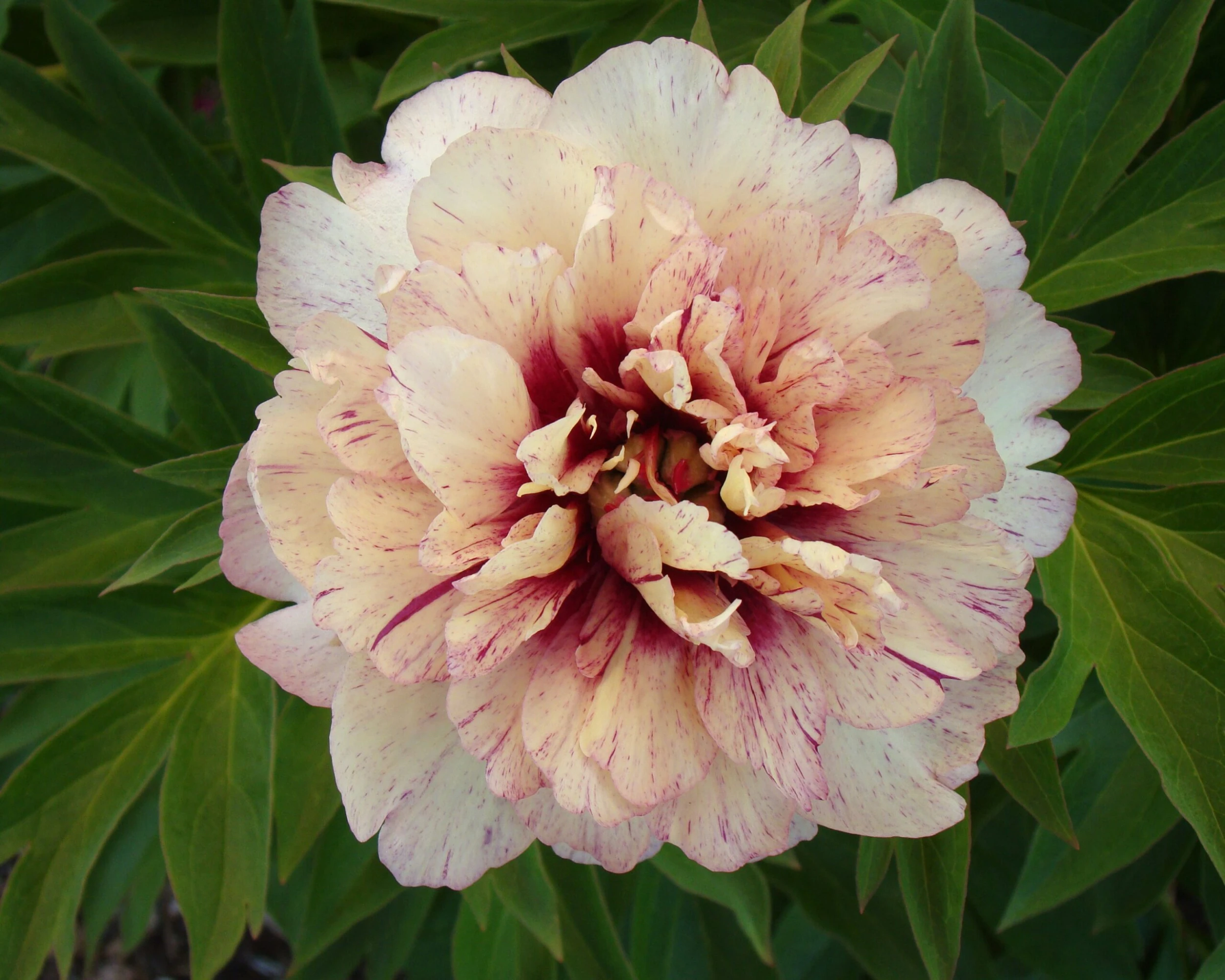 Paeonia 'All That Jazz' 5 Paeonia 'All That Jazz' - Image 3