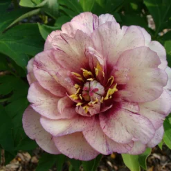 Paeonia 'All That Jazz' 24 Paeonia 'All That Jazz' -UK Garden Plants Shop peony all that jazz 11