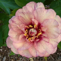 Paeonia 'All That Jazz' 25 Paeonia 'All That Jazz' -UK Garden Plants Shop peony all that jazz 12