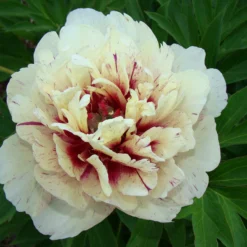 Paeonia 'All That Jazz' 17 Paeonia 'All That Jazz' -UK Garden Plants Shop peony all that jazz 2