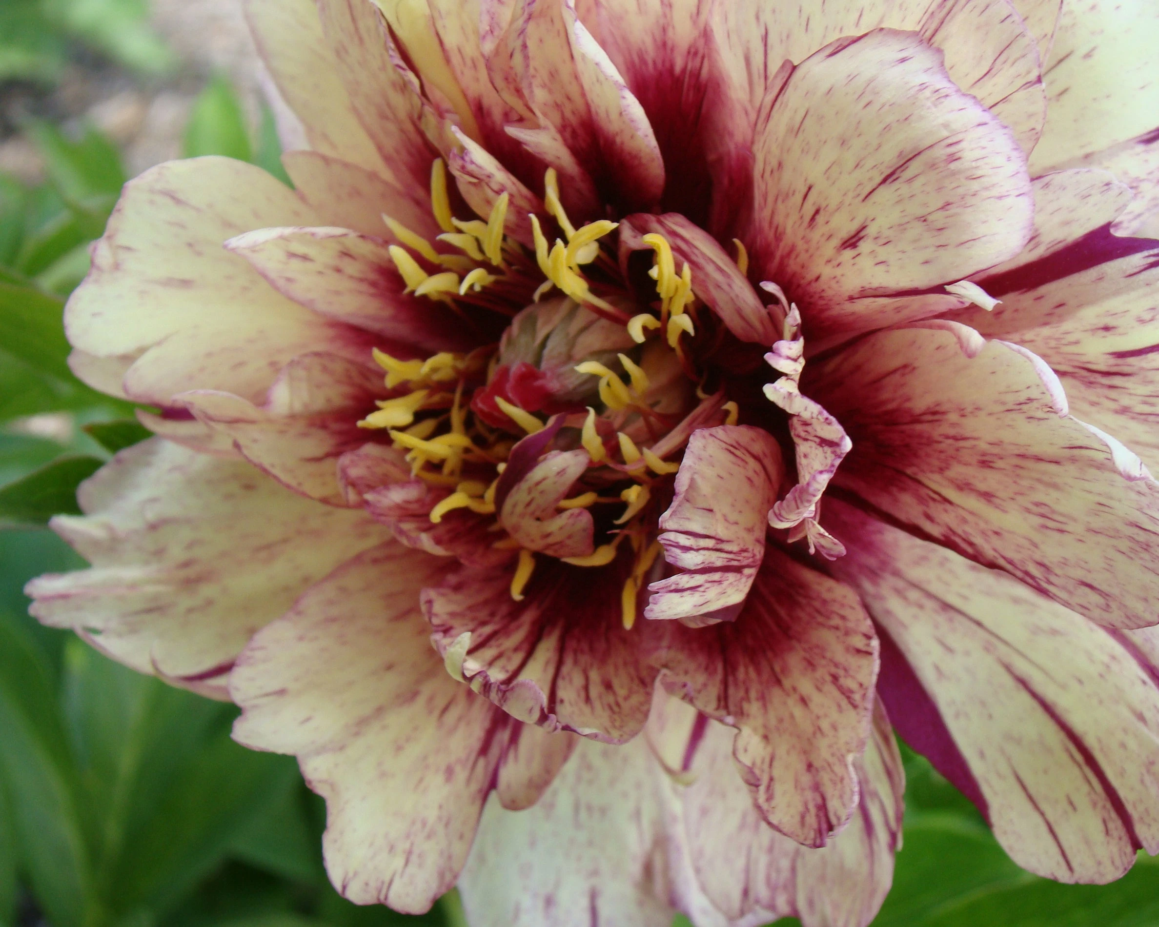 Paeonia 'All That Jazz' 4 Paeonia 'All That Jazz' - Image 2