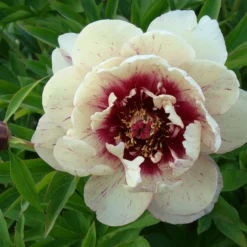 Paeonia 'All That Jazz' 18 Paeonia 'All That Jazz' -UK Garden Plants Shop peony all that jazz 4