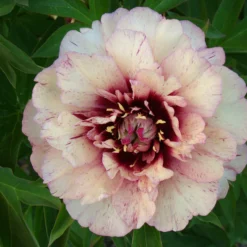Paeonia 'All That Jazz' 19 Paeonia 'All That Jazz' -UK Garden Plants Shop peony all that jazz 5
