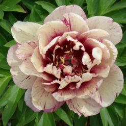 Paeonia 'All That Jazz' 20 Paeonia 'All That Jazz' -UK Garden Plants Shop peony all that jazz 6