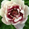 Paeonia 'All That Jazz' -UK Garden Plants Shop peony all that jazz 7 8a571a7a e305 45c6 bcec ad4a9884f7e5