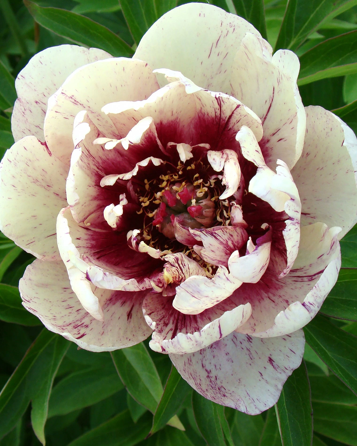Paeonia 'All That Jazz' 3 Paeonia 'All That Jazz'