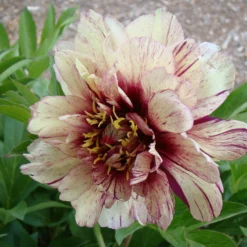 Paeonia 'All That Jazz' 21 Paeonia 'All That Jazz' -UK Garden Plants Shop peony all that jazz 8