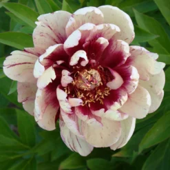 Paeonia 'All That Jazz' 22 Paeonia 'All That Jazz' -UK Garden Plants Shop peony all that jazz 9