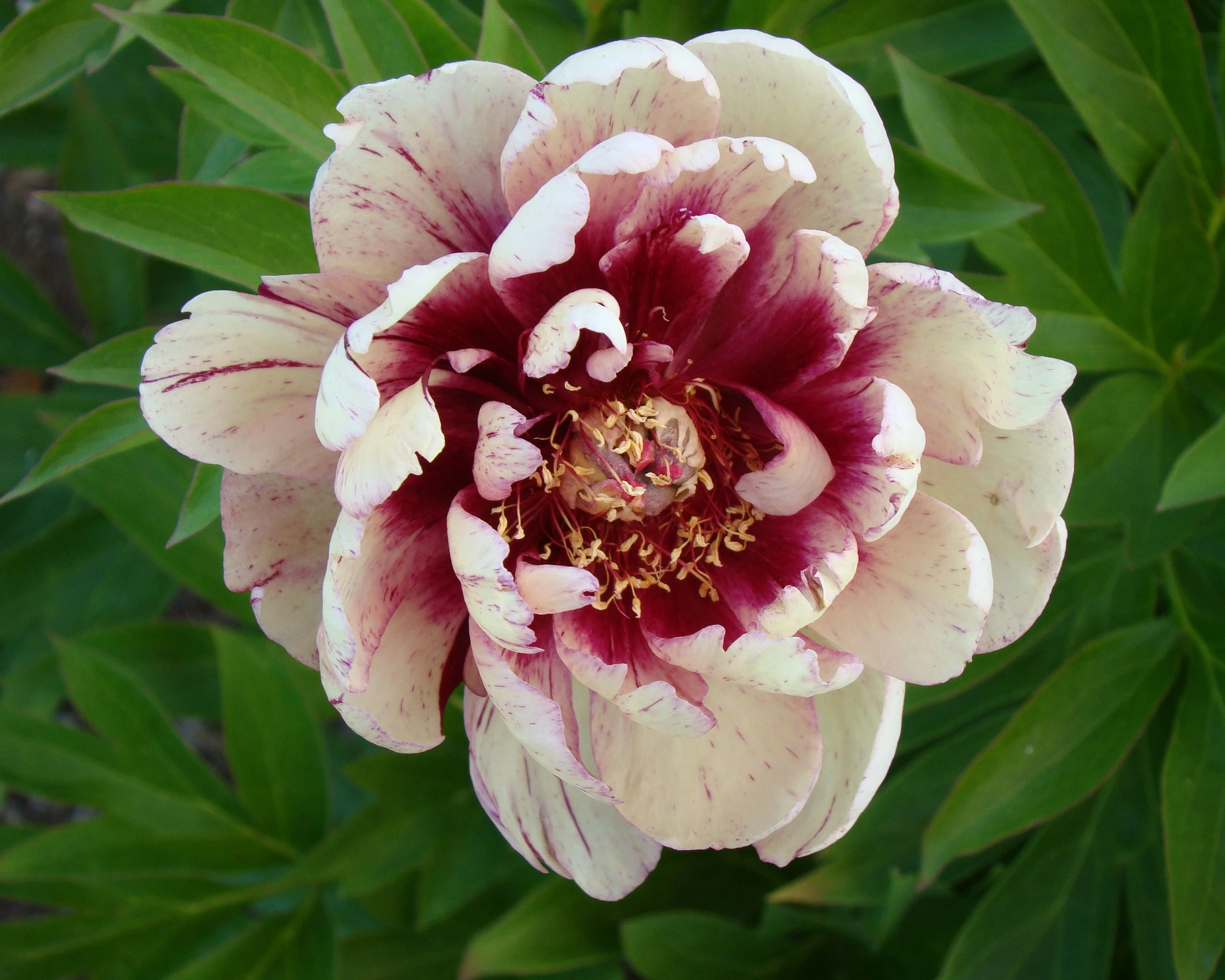 Paeonia 'All That Jazz' 11 Paeonia 'All That Jazz' - Image 9