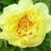 Paeonia 'Bartzella' -UK Garden Plants Shop peony bartzella 0 3c85400a ec54 4c53 83dc da5cdd3770b4 scaled