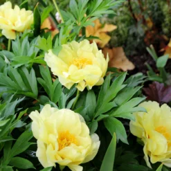 Paeonia 'Bartzella' -UK Garden Plants Shop peony bartzella 5 scaled