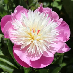 Paeonia 'Bowl Of Beauty' -UK Garden Plants Shop peony bowl of beauty 0
