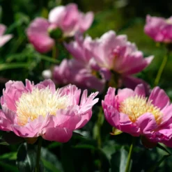 Paeonia 'Bowl Of Beauty' -UK Garden Plants Shop peony bowl of beauty 1 scaled