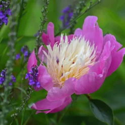 Paeonia 'Bowl Of Beauty' -UK Garden Plants Shop peony bowl of beauty 2 scaled