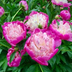 Paeonia 'Bowl Of Beauty' -UK Garden Plants Shop peony bowl of beauty 3 scaled