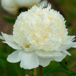 Paeonia 'Bridal Shower' -UK Garden Plants Shop peony bridal shower 4