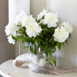 Paeonia 'Bridal Shower' -UK Garden Plants Shop peony bridal shower 5