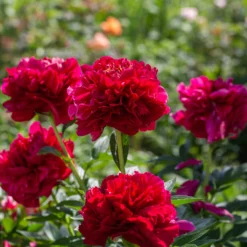 Paeonia 'Buckeye Belle' -UK Garden Plants Shop peony buckeye bell 2 scaled