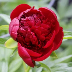 Paeonia 'Buckeye Belle' -UK Garden Plants Shop peony buckeye bell 3 scaled