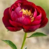 Paeonia 'Buckeye Belle' -UK Garden Plants Shop peony buckeye bell 4