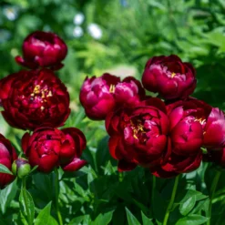 Paeonia 'Buckeye Belle' -UK Garden Plants Shop peony buckeye bell 5 scaled