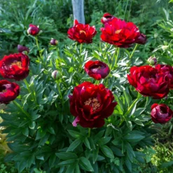 Paeonia 'Buckeye Belle' -UK Garden Plants Shop peony buckeye bell 6 scaled