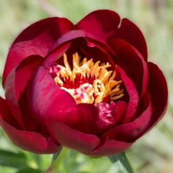 Paeonia 'Buckeye Belle' -UK Garden Plants Shop peony buckeye bell 7 scaled