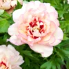 Paeonia 'Callie's Memory' -UK Garden Plants Shop peony callies memory 1