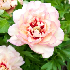 Paeonia 'Callie's Memory'