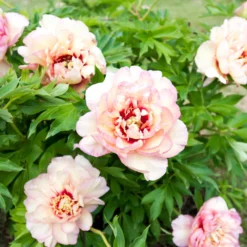 Paeonia 'Callie's Memory' -UK Garden Plants Shop peony callies memory 3 scaled