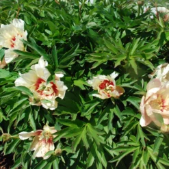 Paeonia 'Callie's Memory' -UK Garden Plants Shop peony callies memory 4 scaled