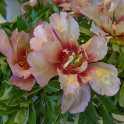 Paeonia 'Callie's Memory' -UK Garden Plants Shop peony callies memory 5 scaled